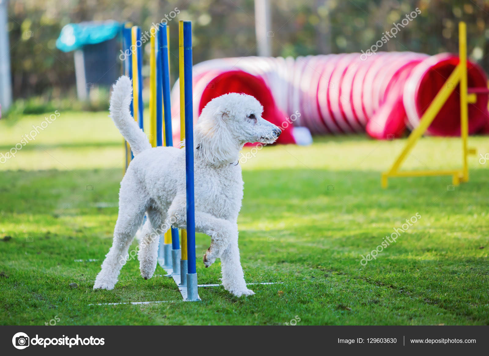 Are Poodles Good For Agility