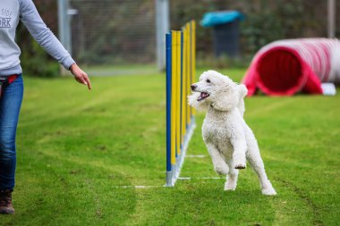 bir çeviklik sahasında Kraliyet fino köpeği