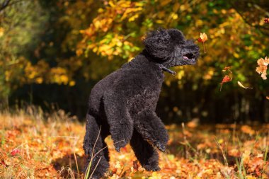 fino köpeği atlar için sonbahar yaprakları