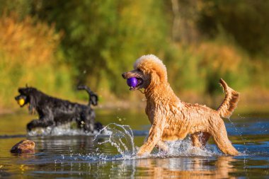 Kraliyet kaniş bir gölde oynamak