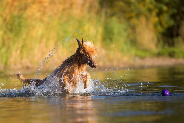 Royal poodle playing in a lake — Stock Photo, Image