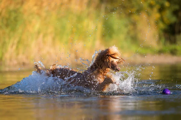 Королевский пудель играет в озере — стоковое фото