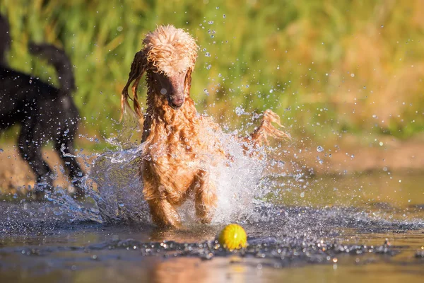 Royal poodle jumping for a ball — Stock Photo, Image