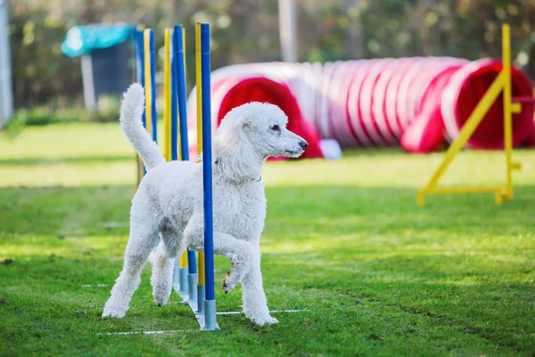 Royal poodle at an agility course — Stock Photo, Image