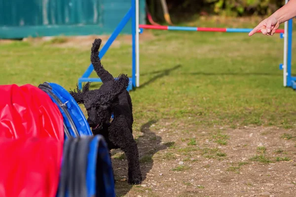 Egy agility pálya a királyi uszkár — Stock Fotó