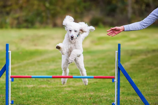 Poodle real salta sobre um obstáculo — Fotografia de Stock