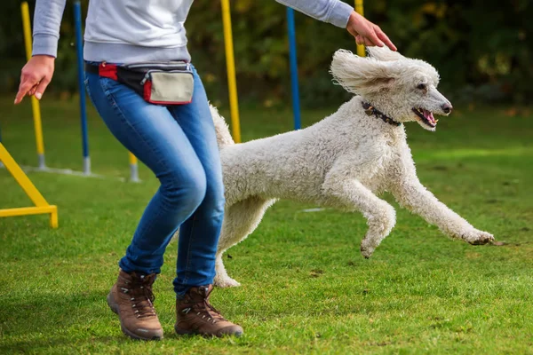 Mulher e poodle em um curso de agilidade — Fotografia de Stock