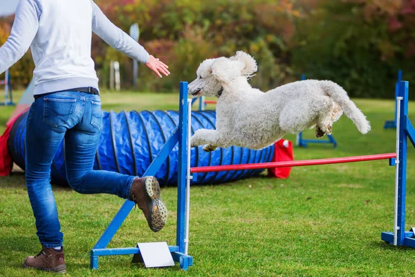 Royal poodle jumps over a hurdle — Stock Photo, Image