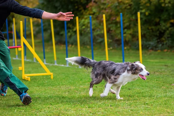 Man en hond op een behendigheid cursus — Stockfoto