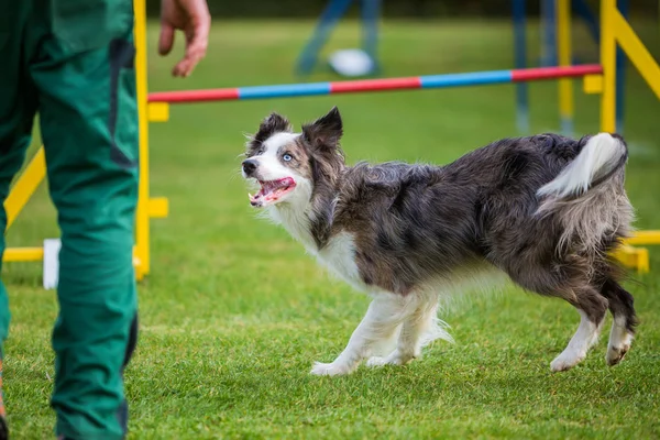 Uomo e cane in un corso di agilità — Foto Stock