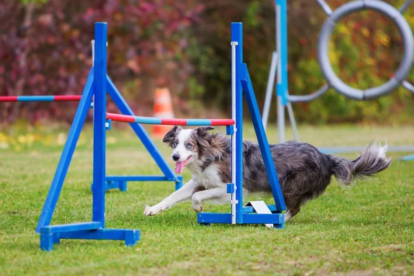 Border collie sur un parcours d'agilité — Photo