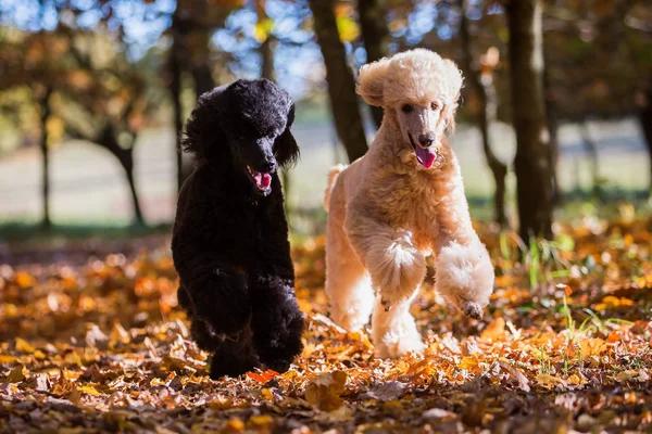 two royal poodles in the forest