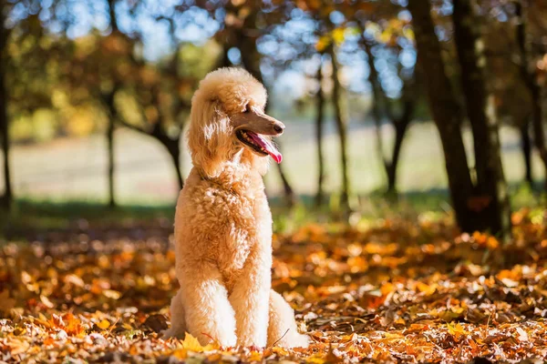 portrait of a royal poodle