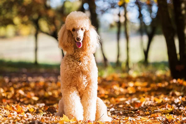 Retrato de um poodle real — Fotografia de Stock