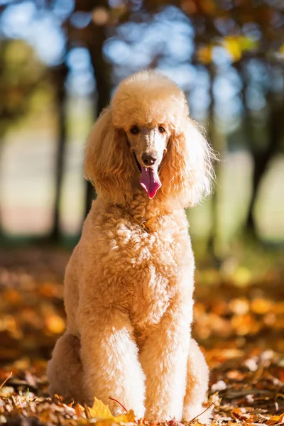 Πορτρέτο του ένα βασιλικό poodle — Φωτογραφία Αρχείου