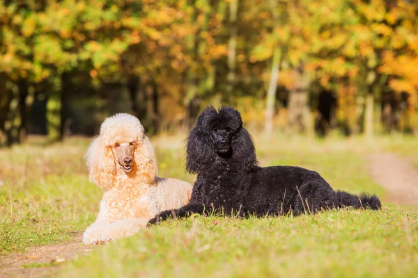 Porträtt av två kungliga poodles — Stockfoto