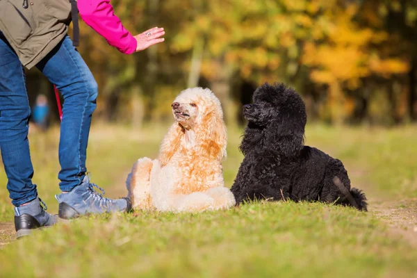 Woman giving command to poodles — Stock Photo, Image