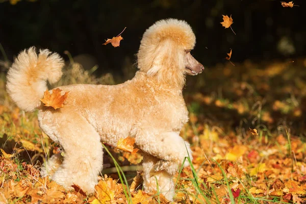 Poodle se diverte com folhas de outono — Fotografia de Stock