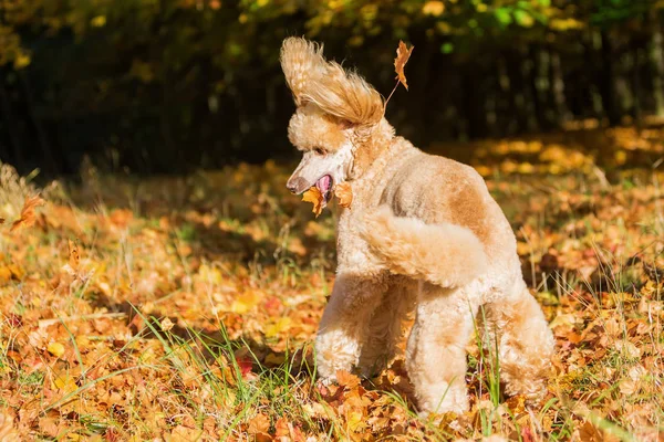 Poodle jumps for autumn leaves — Stock Photo, Image
