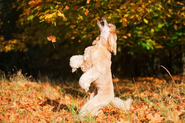 Saltos de poodle de folhas de outono — Fotografia de Stock