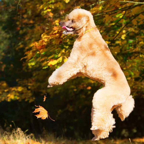 Pudel springt für Herbstblätter — Stockfoto