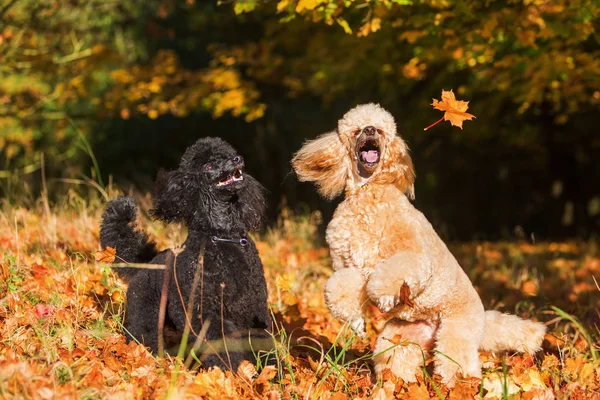 Dos caniches con hojas de otoño — Foto de Stock