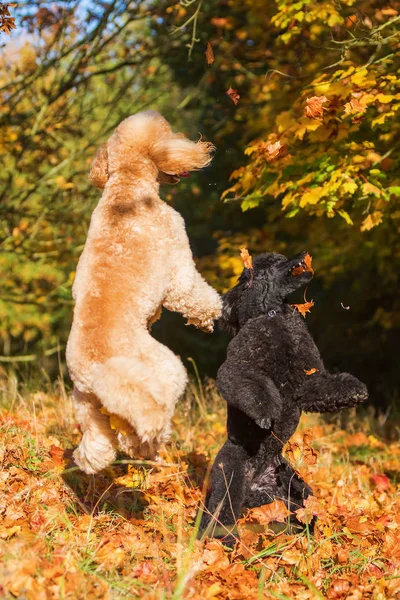 Dois poodles com folhas de outono — Fotografia de Stock