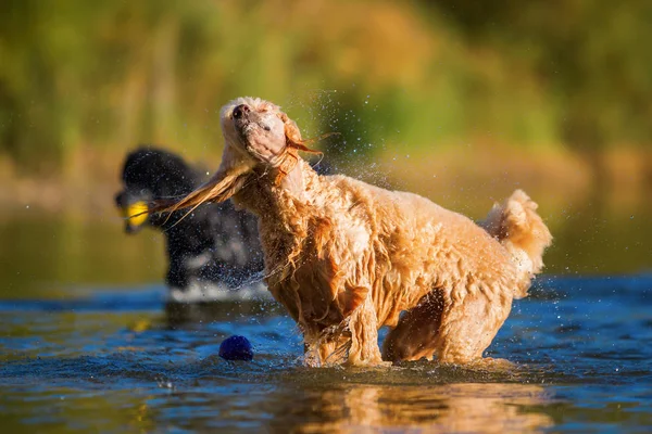 Wet poodle shaking the fur — Stock Photo, Image