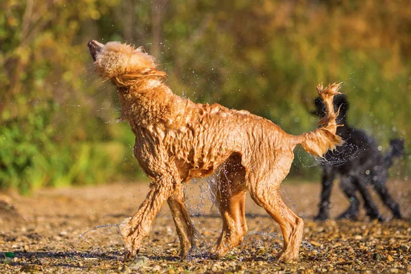 Våta pudel skakar päls — Stockfoto