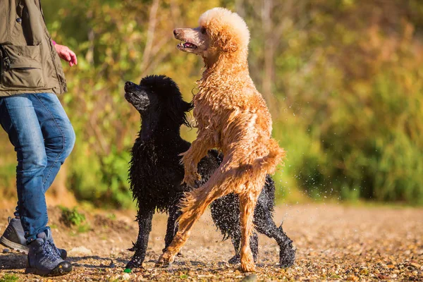 Dois poodles molhados esperando por uma bola — Fotografia de Stock
