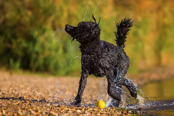 Wet poodle shaking the fur — Stock Photo, Image