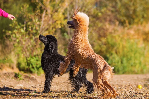 Två våta poodles väntar en boll — Stockfoto