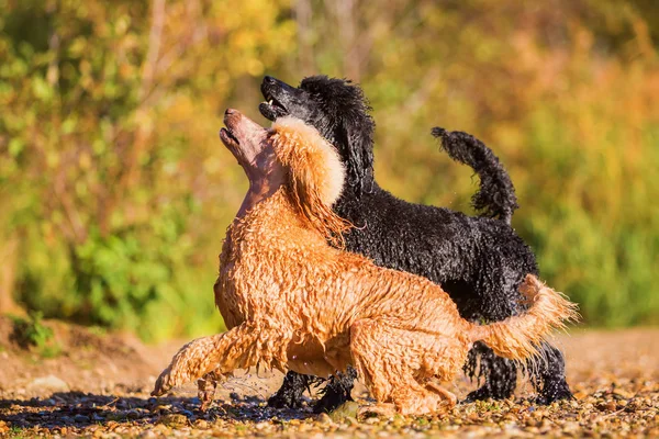 Dois poodles molhados esperando por uma bola — Fotografia de Stock