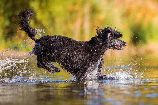 Royal poodle running in the water — Stock Photo, Image