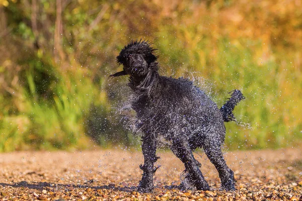 Poodle molhado agitando a pele — Fotografia de Stock