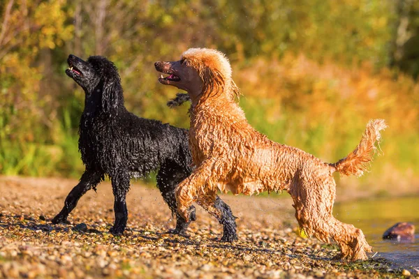 Två våta royal poodles på stranden — Stockfoto