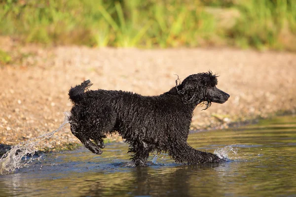 Royal poodle running in the water — Stock Photo, Image