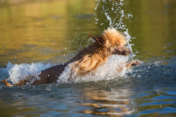 Koninklijke poedel zwemt in een meer — Stockfoto
