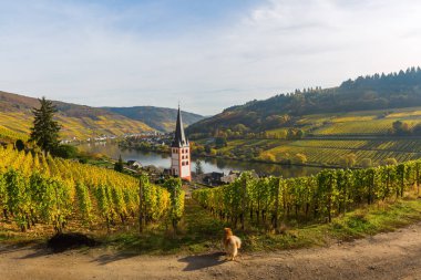 Merl, Almanya'da, üzüm bağları Güz