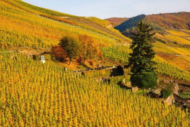 üzüm bağları ile Mezarlığı'nda Merl, Almanya