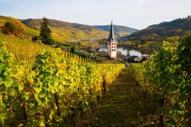 Almanya'da Moselle, üzüm bağları