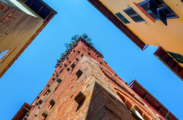 Torre Guinigi in Lucca, Tuscany, central Italy — Stock Photo, Image