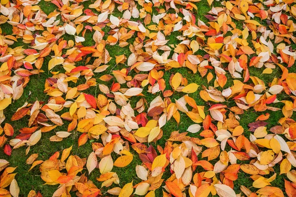 Hojas de otoño en un prado — Foto de Stock