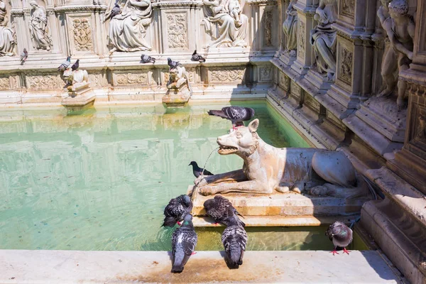 Fuente Fonte Gaia en Siena, Italia — Foto de Stock