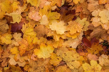 arka plan doku sonbahar akçaağaç yaprağı