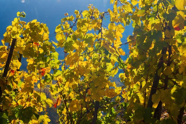Vignoble avec vignes de couleur automnale — Photo