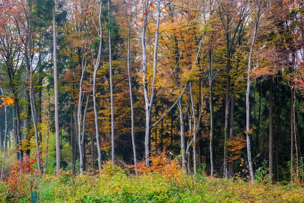 Floresta de faia com folhas coloridas outono — Fotografia de Stock