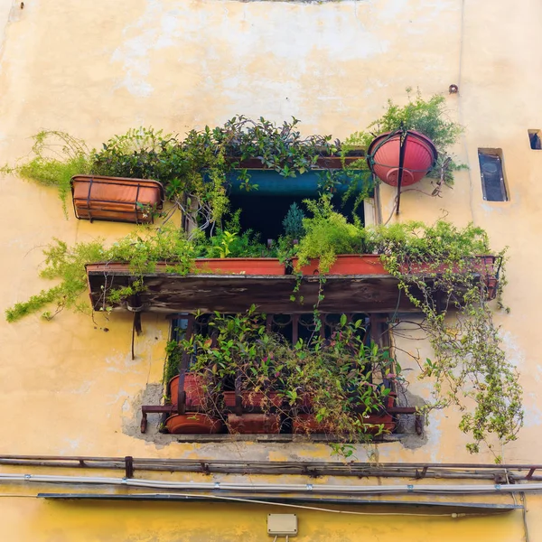 Plant decorated window in Lucca, Italy — Stock Photo, Image