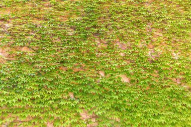 arka plan için sonbahar renkli duvar asma kaplı