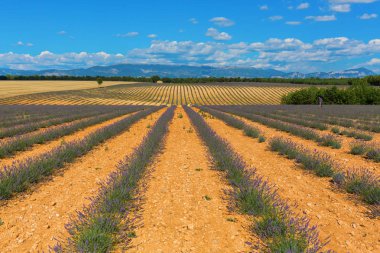 Provence bitkilerde genç lavanta alanlar